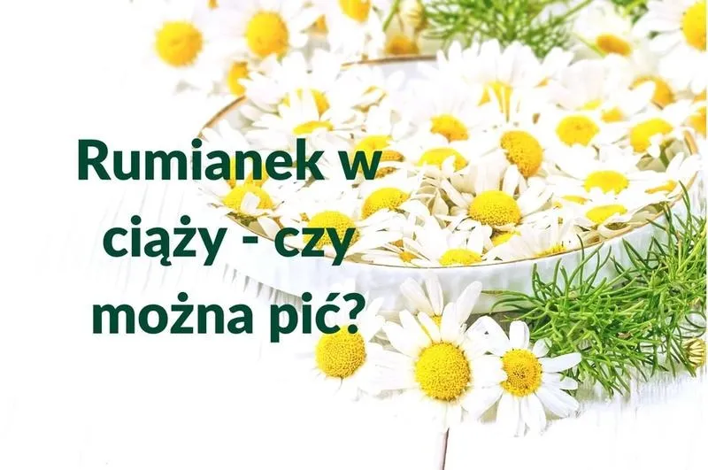 Rumianek w ciąży – czy jest bezpieczny? Fakty i zalecenia